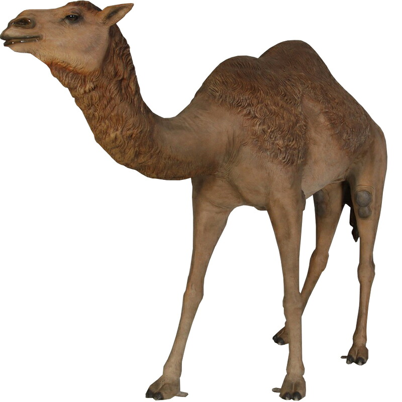 FRPアニマルオブジェ 雄のひとコブラクダ Dromedary Camel 動物 像 リアル らくだ 置物 駱駝 ガーデニング オブジェ 動物園 砂漠 店舗 カフェ オーナメント 屋外 庭 玄関 大きい 喫茶店 レストラン 飲食店 イベント ディスプレイ 実物大 等身大フィギュア fr120052