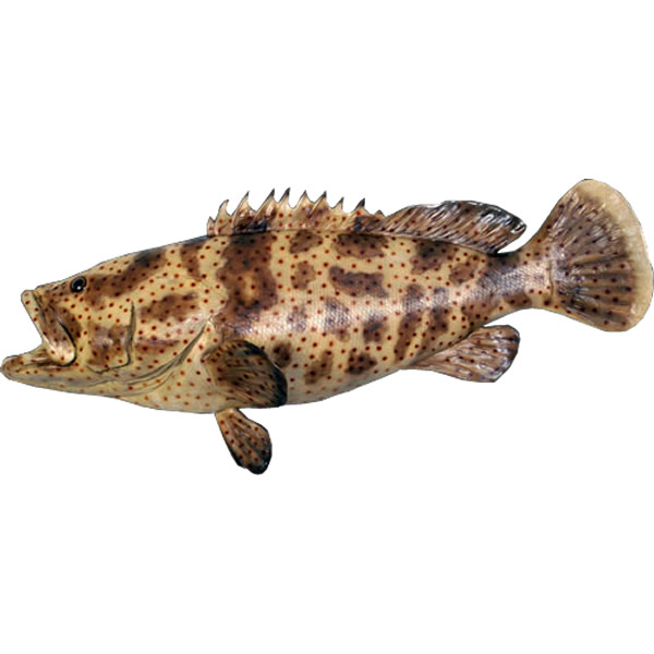 FRPアニマルオブジェ ヤイトハタ Estuary Cod 実際的 魚 室内装飾 飾りつけ 飾りもの 馬鹿でかい ニセヒトミハタ 海洋博物館 毛の荒物 像 実物大 図形 等身大 露天 毛の荒物園 バス発着場 室内 喫茶店 茶店 大衆食堂 飲食店 見せびらかす fr120050Painted