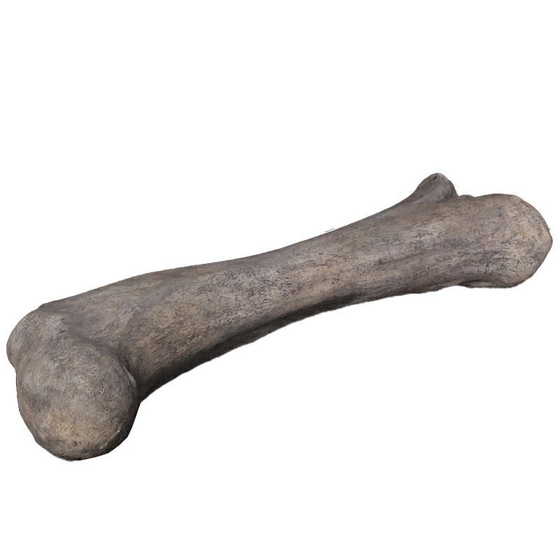 FRP恐竜オブジェ アパトサウルスの太もも骨石化 Apatosaurus Femur Fossil 飾りつけ ジュラ紀 草食恐竜 竜脚類 図形 大層らしい ひな形 総合博物館 バス発着場 庭園 茶房 食べ物屋 飲食店 等身大 室外 毛の荒物園 出来事 見せびらかす fr140057