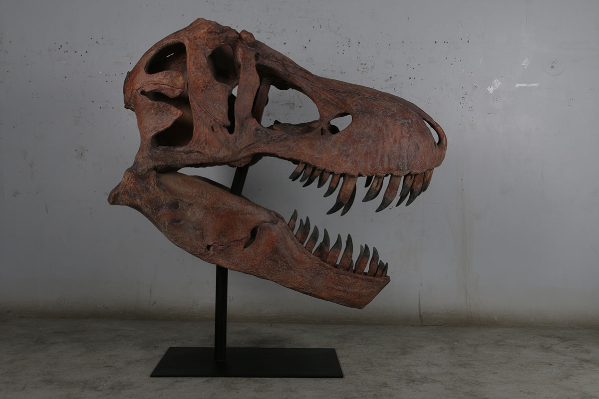 FRP工芸オブジェ ティレックスの野ざらし Giant T-Rex Skull 写実的 実物大 ティラノサウルス・レックス スカル ひな形 飾りつけ 図形 総合博物館 骸骨 バス発着場 喫茶店 茶房 食べ物屋 飲食店 室内装飾 等身大 室外 毛の荒物園 室内 出来事 見せびらかす fr180150