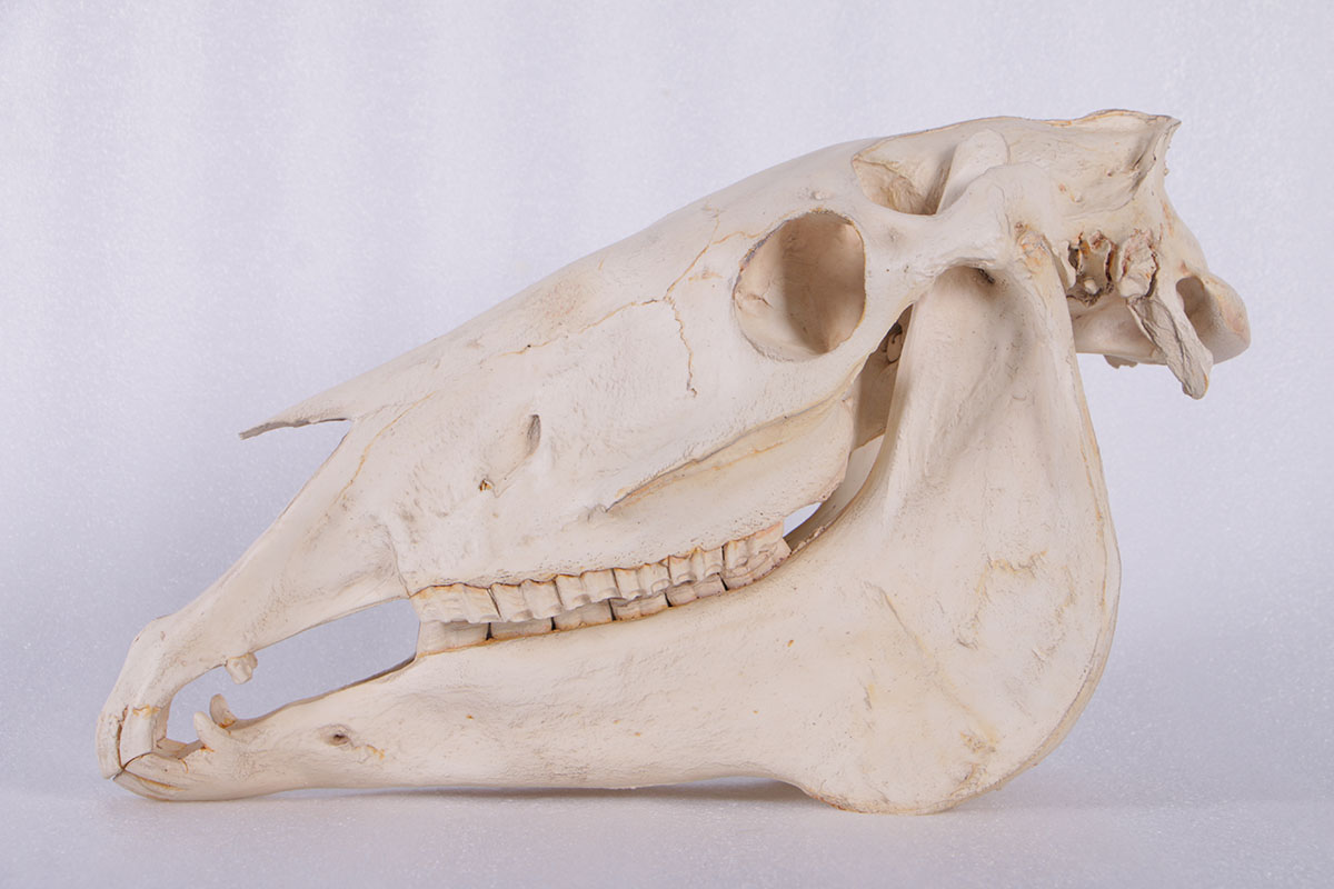 FRP芸術オブジェ 飾りもの馬の野ざらし Horse Skull 実際的 実物大 図形 代表例 総合博物館 飾りつけ バス発着場 喫茶店 茶店 大衆食堂 飲食店 室内装飾 等身大 露天 毛の荒物園 室内 でき事 見せびらかす fr190156WH