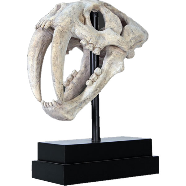 FRP恐竜オブジェ サーベルタイガーの頭骨 Saber Toothed Tiger Skull on Base 高さ約51cm 実物大 リアル 標本　食肉獣 漸新世 博物館 置物 更新世 フィギュア 店舗 インテリア 喫茶店 レストラン 飲食店 室内 動物園 イベント ディスプレイ fr100501RS｜マスキ