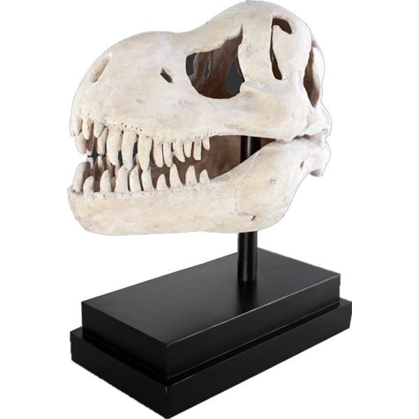FRP恐竜オブジェ T-Rexの野ざらし T-Rex Skull on Base 高さ約57糎 実物大 飾りつけ 即物的 ティラノサウルス・レックス 白亜紀 肉食恐竜 獣脚類 ティーレックス ひな形 総合博物館 図形 バス発着場 室内装飾 茶店 食べ物屋 飲食店 室内 毛の荒物園 でき事 見せびらかす fr100502RS