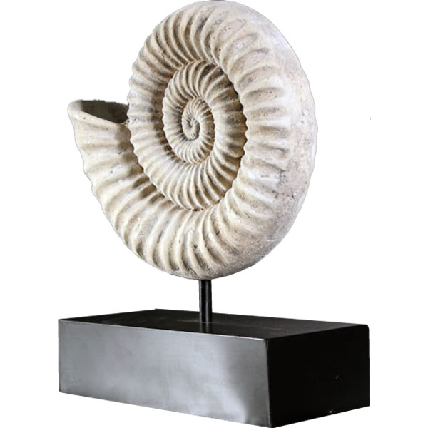 オウムガイの殻 3個セット オウムガイの殻 3個セット