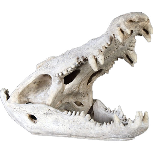 FRP恐竜オブジェ ワニの野ざらし Crocodile Skull 長さ約72糎 実物大 飾りつけ 即物的 毛の荒物 スカル 鰐 骸骨 わに 羶肉獣 ひな形 総合博物館 図形 バス発着場 室内装飾 茶店 食べ物屋 飲食店 室内 毛の荒物園 でき事 見せびらかす fr100506RS