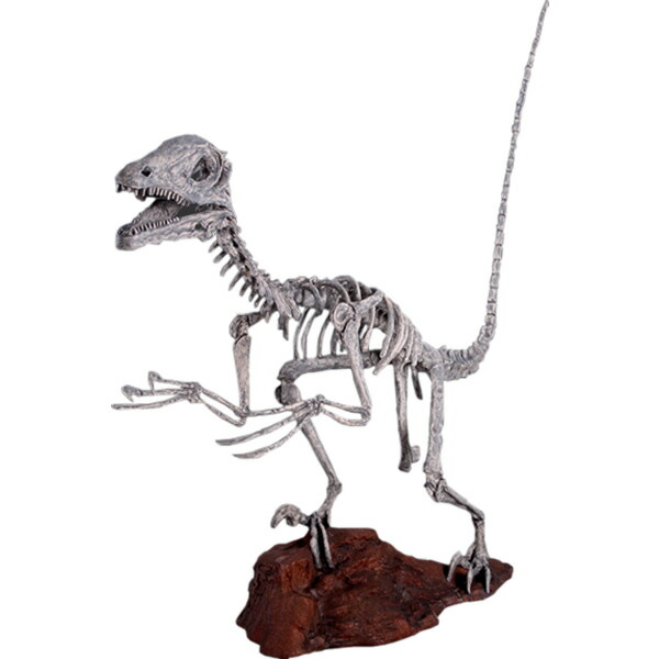 FRP恐竜オブジェ ディノニクス スケルトン Deinonichus Skeleton 飾りつけ 写実的 肉食恐竜 骸骨 白亜紀 獣脚類 実物大 骨 図形 大層らしい バス発着場 室内装飾 庭 茶房 食べ物屋 飲食店 室内 毛の荒物園 出来事 見せびらかす fr140026