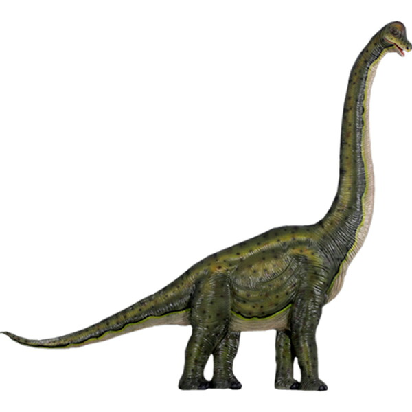 FRP恐竜オブジェ 飾りつけブラキオサウルス Brachiosaurus Wall Decor 写実的 壁面 飾りつけ ジュラ紀 草食恐竜 竜脚類 大層らしい 実物大 図形 ひな形 総合博物館 室内装飾 バス発着場 庭園 茶房 食べ物屋 室内 飲食店 等身大 毛の荒物園 出来事 見せびらかす fr140028