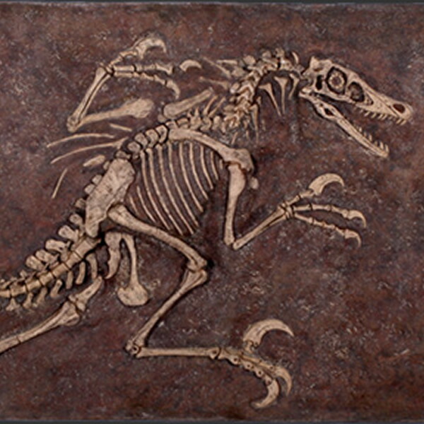 FRP恐竜オブジェ ヴェロキラプトルの石化 Velociraptor Freeze 白亜紀 肉食恐竜 獣脚類 額 飾りつけ 写実的 壁飾りつけ 実物大 飾りつけ 図形 バス発着場 室内装飾 庭 茶房 食べ物屋 飲食店 室内 毛の荒物園 出来事 見せびらかす fr140092