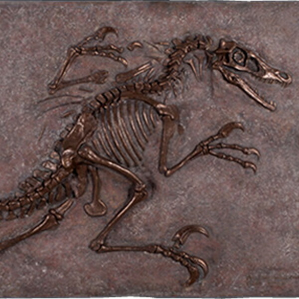 FRP恐竜オブジェ ヴェロキラプトルの化石 (ブロンズ仕立て) Velociraptor Freeze 壁掛け 額 白亜紀 肉食恐竜 獣脚類 置物 リアル 壁飾り 実物大 フィギュア 店舗 インテリア 庭 喫茶店 レストラン 飲食店 室内 動物園 イベント ディスプレイ fr140092BS|マスキ