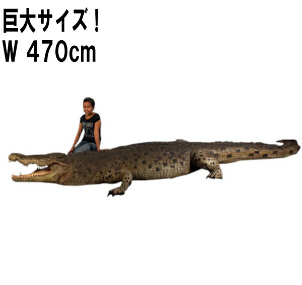 FRPアニマルオブジェ クロコダイル 18フート Crocodile 18フィート. 体長約4m70珊 大層らしい ワニ 飾りつけ 大劇烈 写実的 実物大 図形 鰐 ガーデニング 飾りつけ 毛の荒物園 くろこだいる 室内装飾 バス発着場 室内 喫茶店 茶房 食べ物屋 飲食店 見せびらかす fr110090