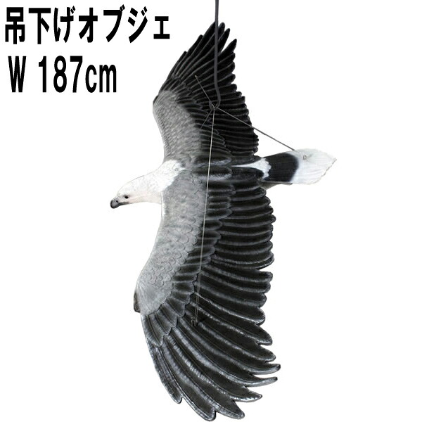 シロハラウミワシ W187糎 鷲 鷲尾 鳥 毛の荒物 吊り下げ オブジェ ハンギング 飾りつけ 図形 写し物 実際的 上昇限度 飾りつけ かざり付ける 馬鹿でかい 大型 実物大 等身大 貼り出し バス発着場 でき事 毛の荒物園 総合博物館 喫茶店 見せびらかす 可塑性物質 今めかしい FRP 軽さ  猛禽類 fr090018