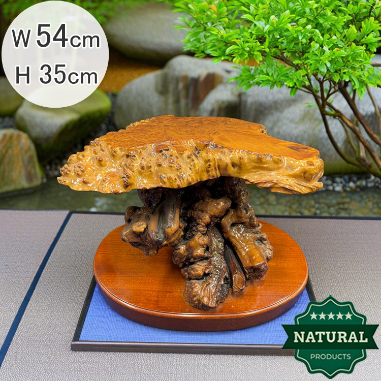 【百貨店SALE 20％OFF 百貨店SALE】 貨物輸送無料 木の根 飾りつけ台 W54.5珊 御前上等 花台 盆栽卓 根卓 飾台 盆栽 基礎 香炉台 照明ランプ 瘤 生まれながら木 見せびらかす 飾りつけ 今めかしい 気どらずに 自然的 生まれながら原料品 室内装飾 オブジェ natural wood solid root 芸術品 見せびらかす品