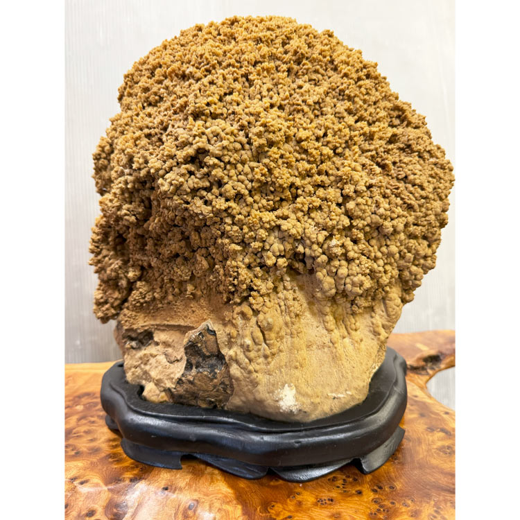 鍾乳石　天然石　大型標本 楽天市場】大自然が作り出した唯一無二の神秘な石 鍾乳石 【36】 高さ