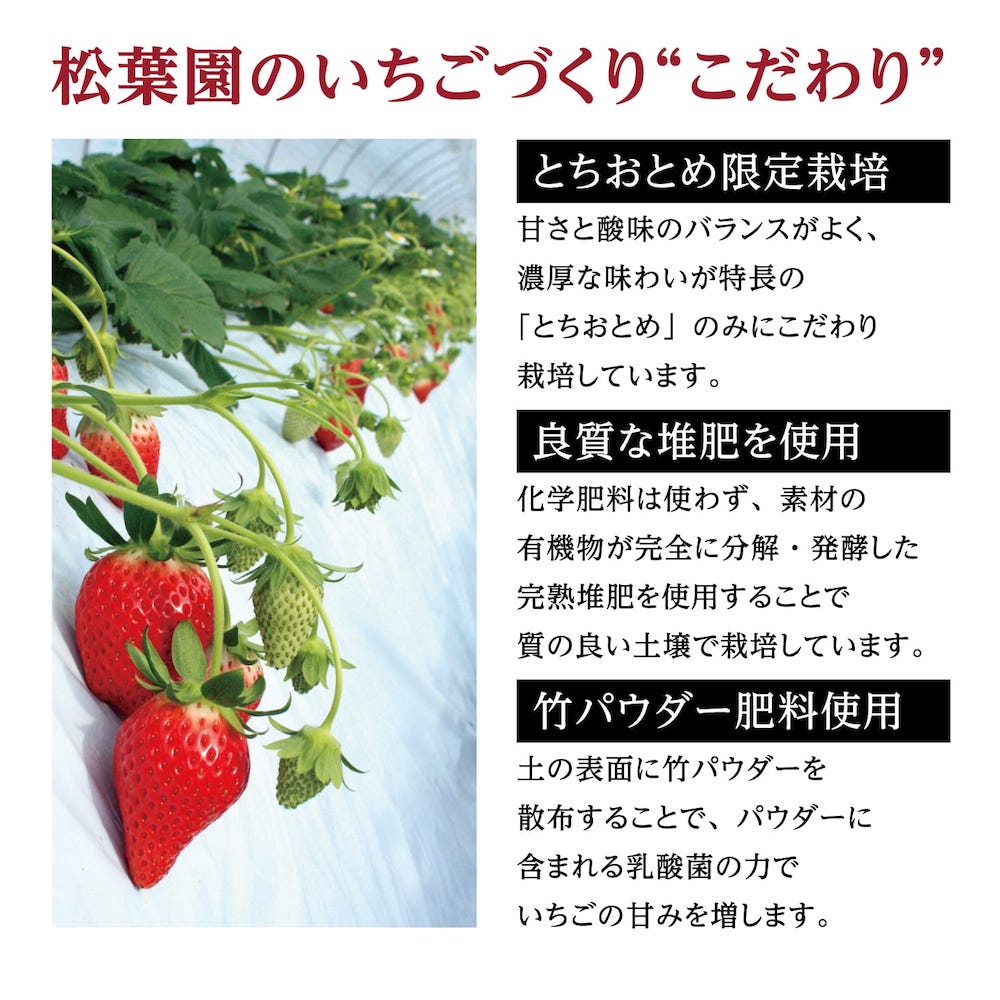 楽天市場 送料無料 いちごサイダー 340ml 5本セット 完熟いちご使用 口いっぱいに広がる甘くて爽やかな香りと弾ける泡 ギフト 贈り物 贈答用 プレゼントに いちご イチゴ 苺 松葉園