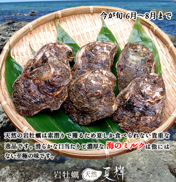 いわがき 鳥取県産 天然岩牡蠣 約2kg 6 7個 夏輝 なつき 帯なし 8月まで 大サイズ ブランド牡蠣 生食用 焼き牡蠣 カキフライ 大ぶり岩がき カキ 産地直送 朝採れ お中元 父の日ギフト 送料無料 septicin Com