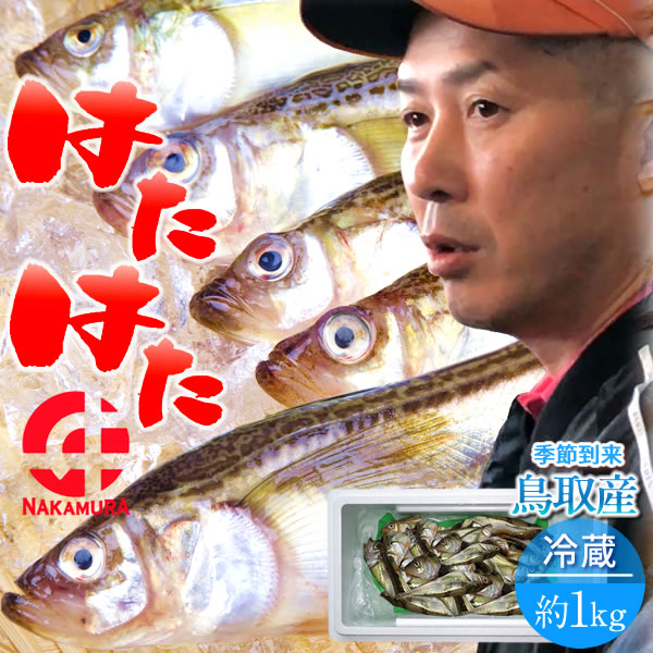 楽天市場 はたはた ハタハタ 約2kg 45 50匹 生 シロハタ 白はた 鮮魚 食の都 鳥取県 山陰沖産 シーズン到来 季節 加熱用 脂乗り抜群 旬 の魚 鰰 自家製干物 一夜干し フライ 煮つけ 鍋物 ブリ子なし 秋田県以外 全国上位水揚量 旨味 通販 ギフト 産地直送 朝どれ 送料