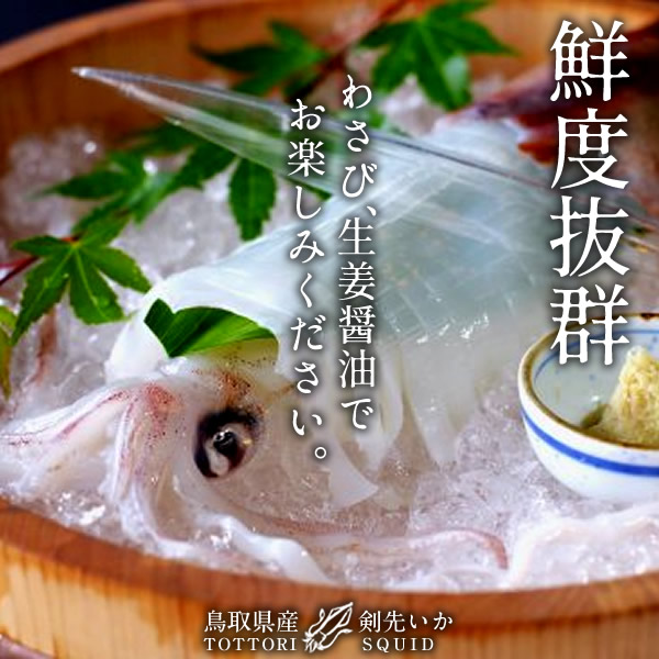 いか 白イカ 白いか 生 鳥取県産 烏賊 剣先イカ ケンサキイカ イカの女王 15杯 約4 0kg q お刺身 詰め合わせ イカソーメン いかさし いか焼き 生食用 朝どれ 日本海 山陰沖 活きがいい 季節限定 ふるさと チルド 産地直送 漁港直送 高級ギフト お中元ギフト 送料無料