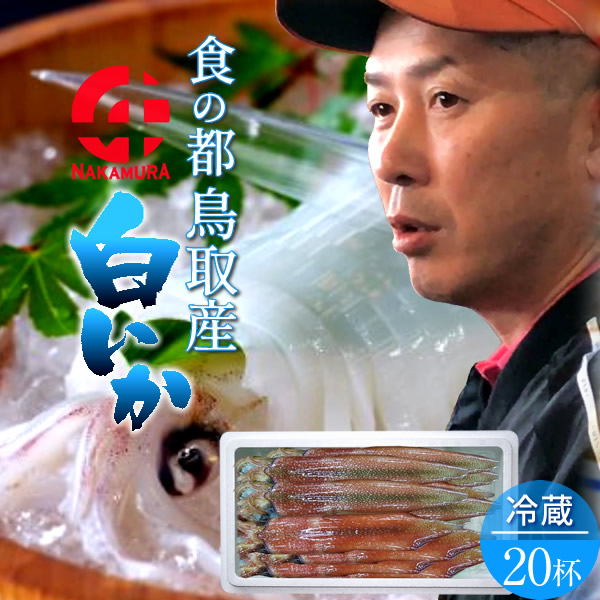 是非とも食べて頂きたい 今が旬 白イカ シロイカ お中元ギフト 鳥取市 抜群 通販直送 甘味 ギフト 高級ギフト 期間限定販売 この時期だけ 中村商店 逸品 酒の肴 かろいち いか 白イカ 生 鳥取県産 烏賊 剣先イカ ケンサキイカ イカの女王 約5 3kｇ 杯 大ぶり お刺し身