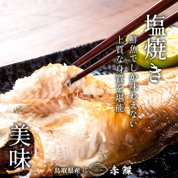 赤色信号ガレイ カレイ 鮃 先ず4 6kg 10枚 赤かれい 加温勘定 特大 魚族 素性 鮮魚 鳥取県 山陰沖プロダクション ふるさと 時節 旬の魚 煮つけ ハエ ムニエル 焼き魚 自家製干物 一つ暮夜干し ふくふく 高たんぱく 低脂肪組織 産地直送 昼まえどれ 通信販売 土産 チルド