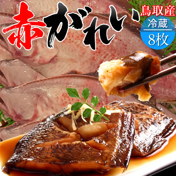 赤ガレイ カレイ 鰈 約3 7kg 8枚 赤かれい 加熱用 特大 魚 生 鮮魚 鳥取県 山陰沖産 ふるさと 季節 旬の魚 煮つけ フライ ムニエル 焼き魚 自家製干物 一夜干し ふっくら 高たんぱく 低脂肪 産地直送 朝どれ 通販 ギフト チルド プレゼント がんばろう日本