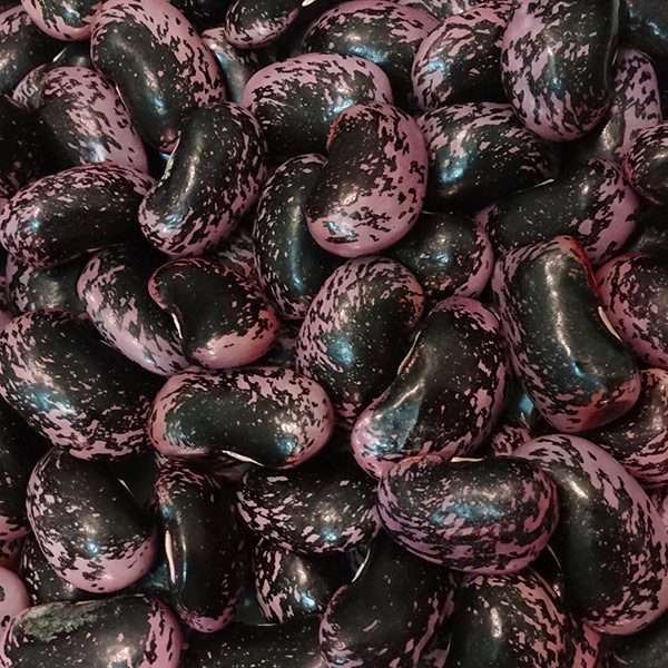 楽天市場】高原花豆 (500g)令和7年 群馬県嬬恋村産 【メール便対応/1kg