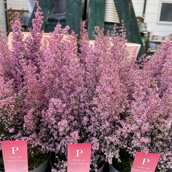 楽天市場】エリカ ブライダルヒース ピンク 3.5号苗 : 千草園芸