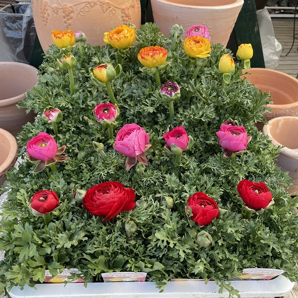 楽天市場】ラナンキュラス苗 花色ミックス 3苗セット 開花目安2月～3