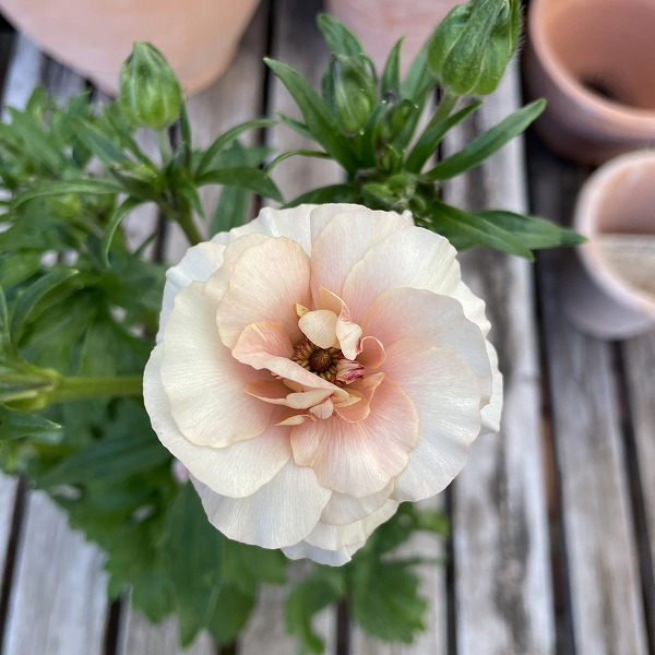 楽天市場】ラナンキュラス ラックスシリーズ アリアドネ 4号（直径12cm