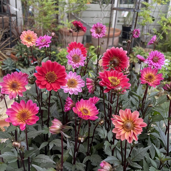 楽天市場】予約販売 ダリア 苗 銅葉ぷちダリア フレディーストロベリー