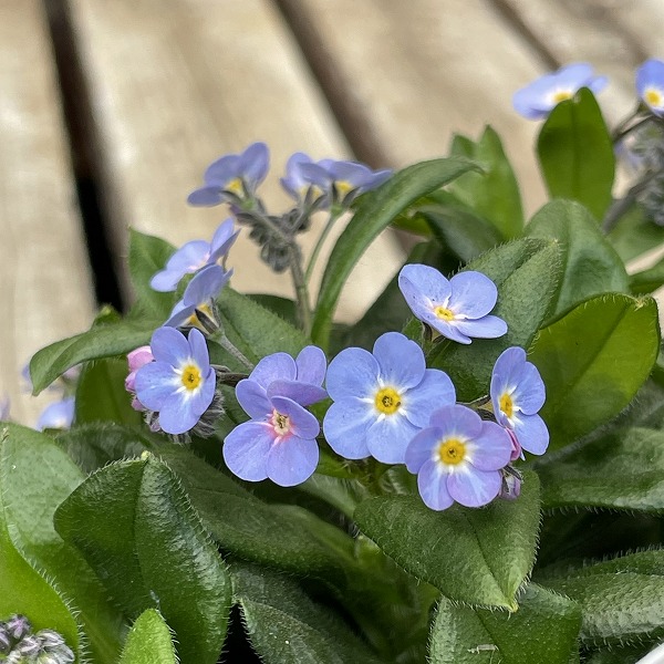 楽天市場】色で選ぶ【10個セット】忘れな草（ワスレナグサ） 3号苗