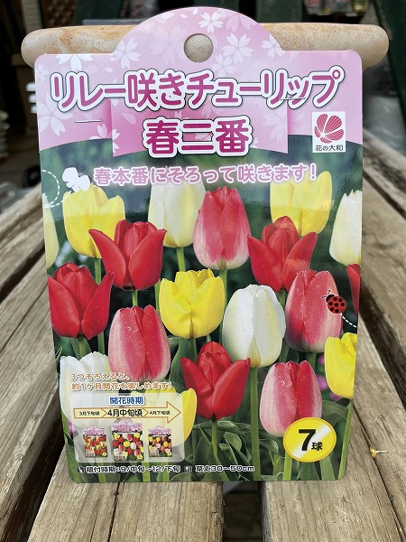 エンドウ　チューリップ大＆中セット 楽天市場】チューリップ 球根 白花 ホワイトエンペラー 3球セット 秋