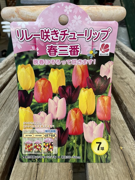 エンドウ　チューリップ大＆中セット エンドウ チューリップ大＆中セット エンドウ チューリップ大＆中