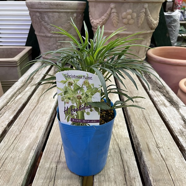 楽天市場】クリスマスローズ チベタヌス 花苗 原種クリスマスローズ