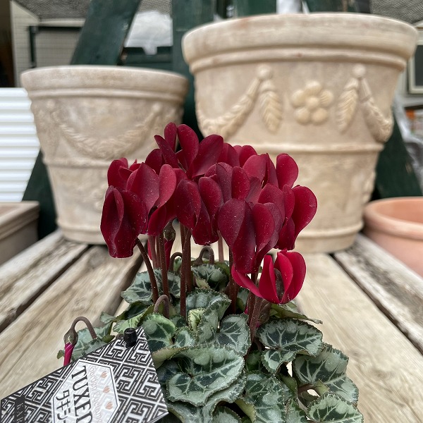 楽天市場】軽井沢育ちのガーデンシクラメン ジックス レッド 苗 9cm