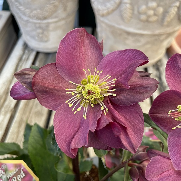 楽天市場】クリスマスローズ ピンクニゲル 花芽付き 4.5号鉢 広瀬園芸