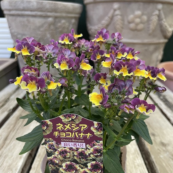 楽天市場】宿根ネメシア レモンパイ 3.5号ポット苗 寄せ植え 花壇