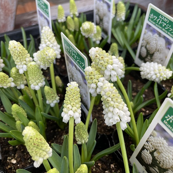 楽天市場】ムスカリ ホワイトマジック 球根 10球 : 千草園芸