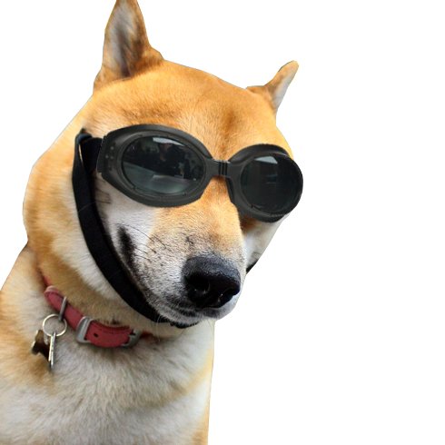 楽天市場 クーポン配布中 お試し価格 犬用ゴーグル 犬用サングラス ワンちゃん 拡散防止レンズ ゴムバンド 愛犬とのドライブやツーリングに 愛犬の目を紫外線やゴミから守る 犬用メガネ む マツカメショッピング