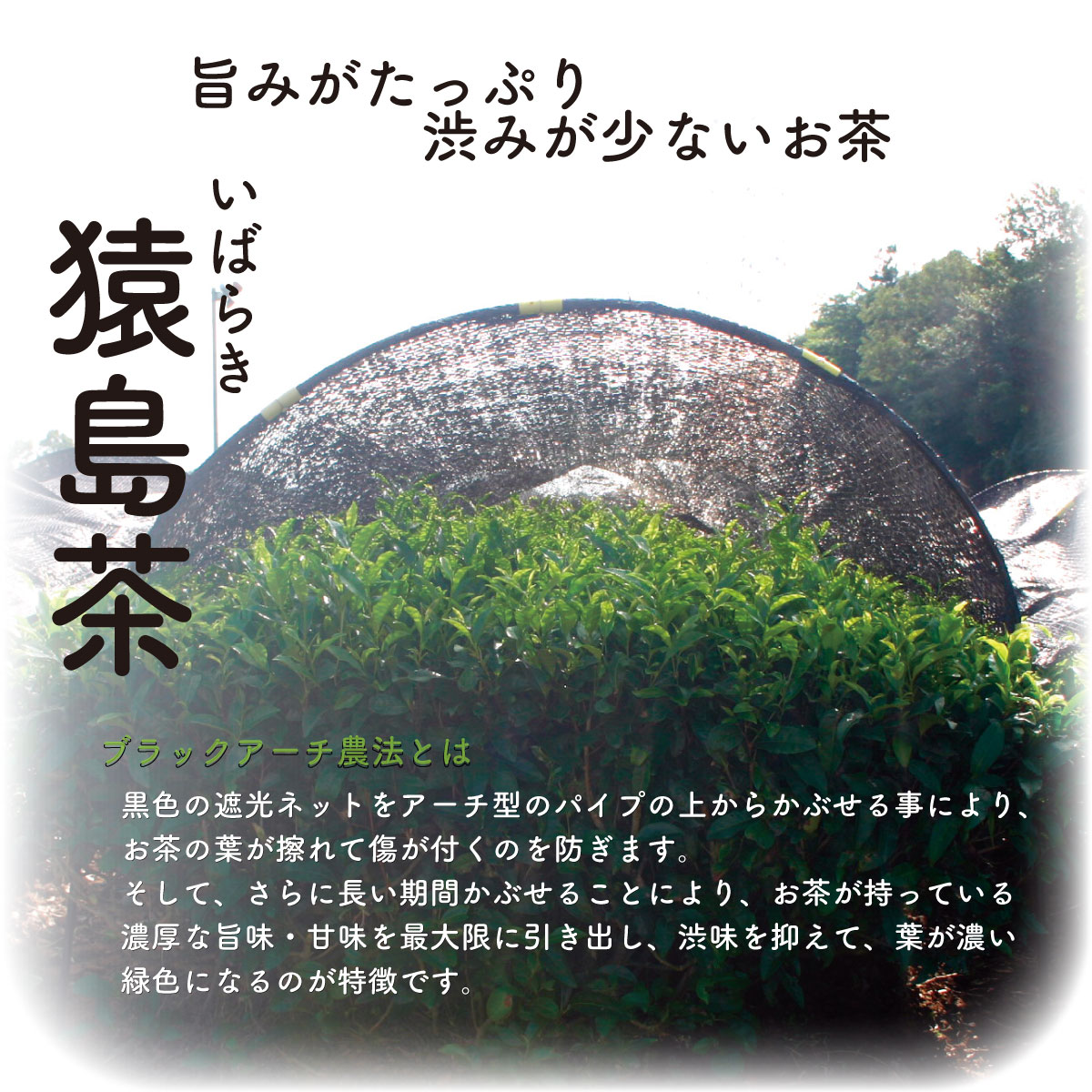 お茶のフィナンシェギフト3種15個セット緑茶ほうじ茶和紅茶ギフト包装熨斗対応松田製茶茨城猿島茶内祝誕生日プレゼントお菓子スイーツ洋菓子手土産贈り物お返し出産結婚お土産ご挨拶お供え御歳暮