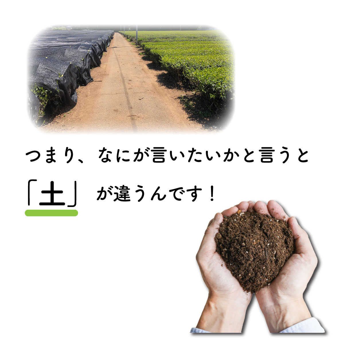 お茶のフィナンシェギフト3種15個セット緑茶ほうじ茶和紅茶ギフト包装熨斗対応松田製茶茨城猿島茶内祝誕生日プレゼントお菓子スイーツ洋菓子手土産贈り物お返し出産結婚お土産ご挨拶お供え御歳暮