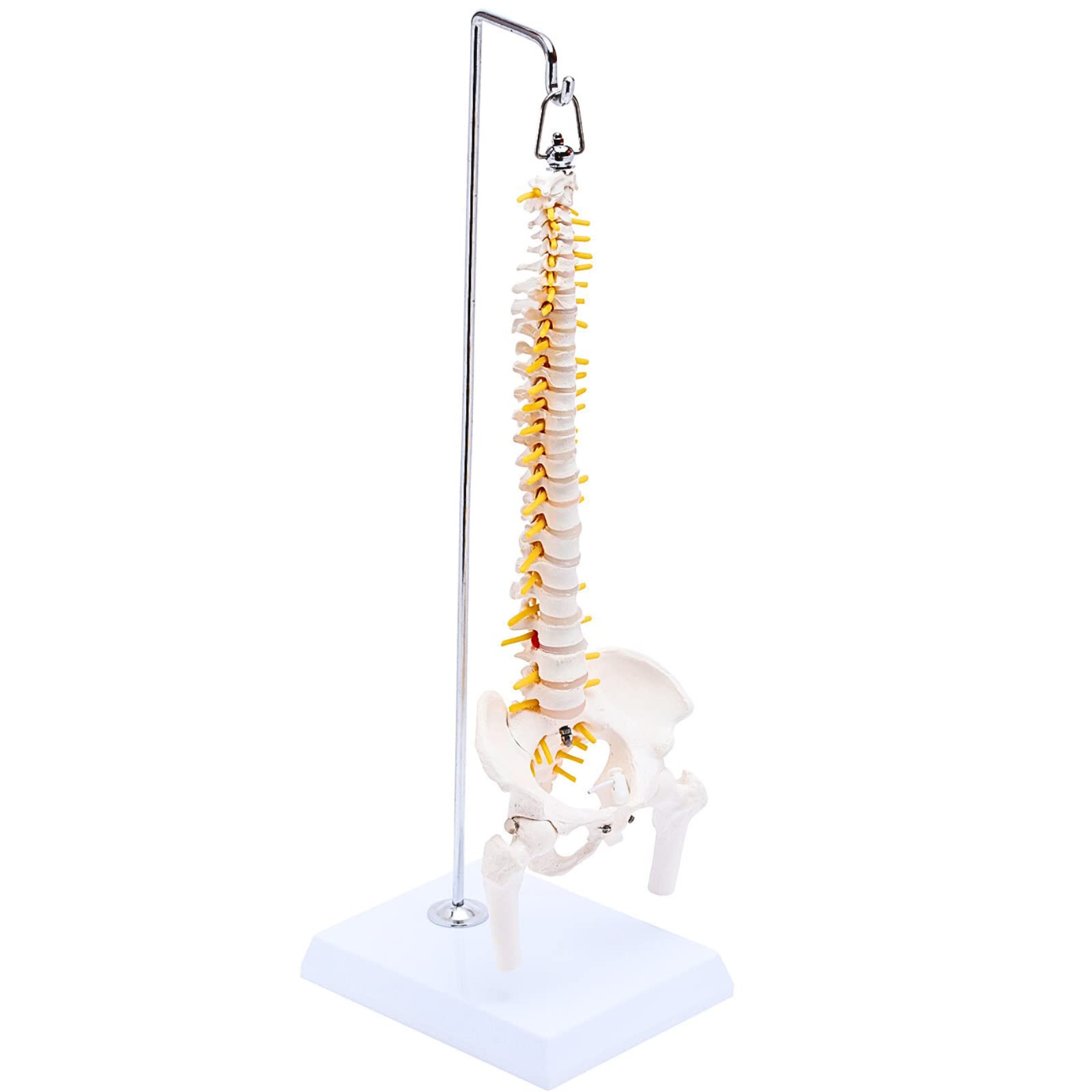 KIYOMARU 1/2サイズなのに高精度かつグニャと背骨を動かせるミニ脊柱模型 約45cm 人体模型 骨模型 骨格標本 骨盤 理学療法士監修 可動する骨盤と股関節 女性骨盤 台座付き 6,742円
