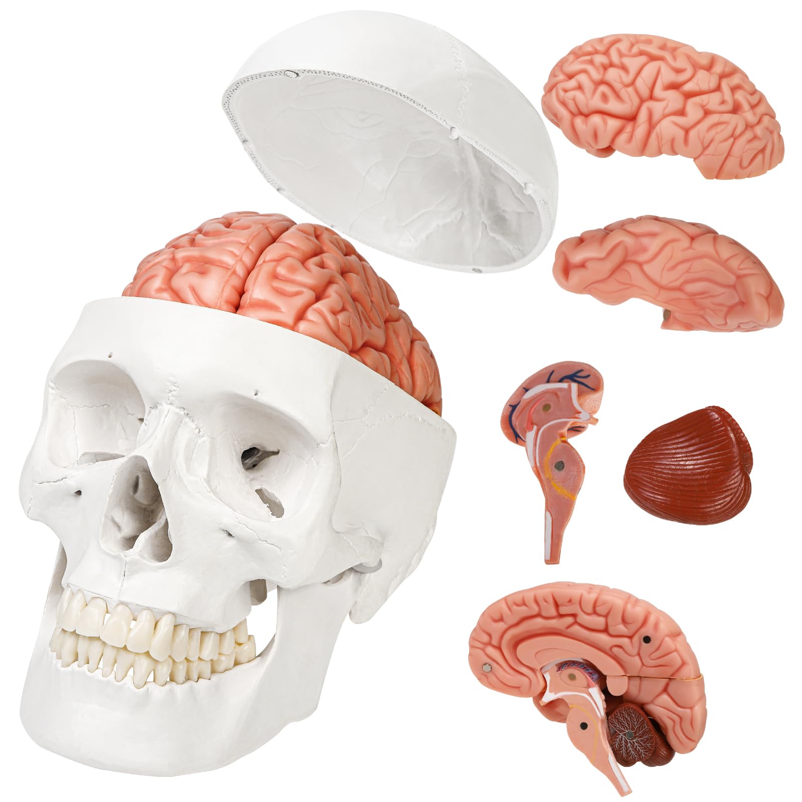 楽天市場】KIYOMARU ソフトな質感で15分解できる卓上サイズの人体解剖