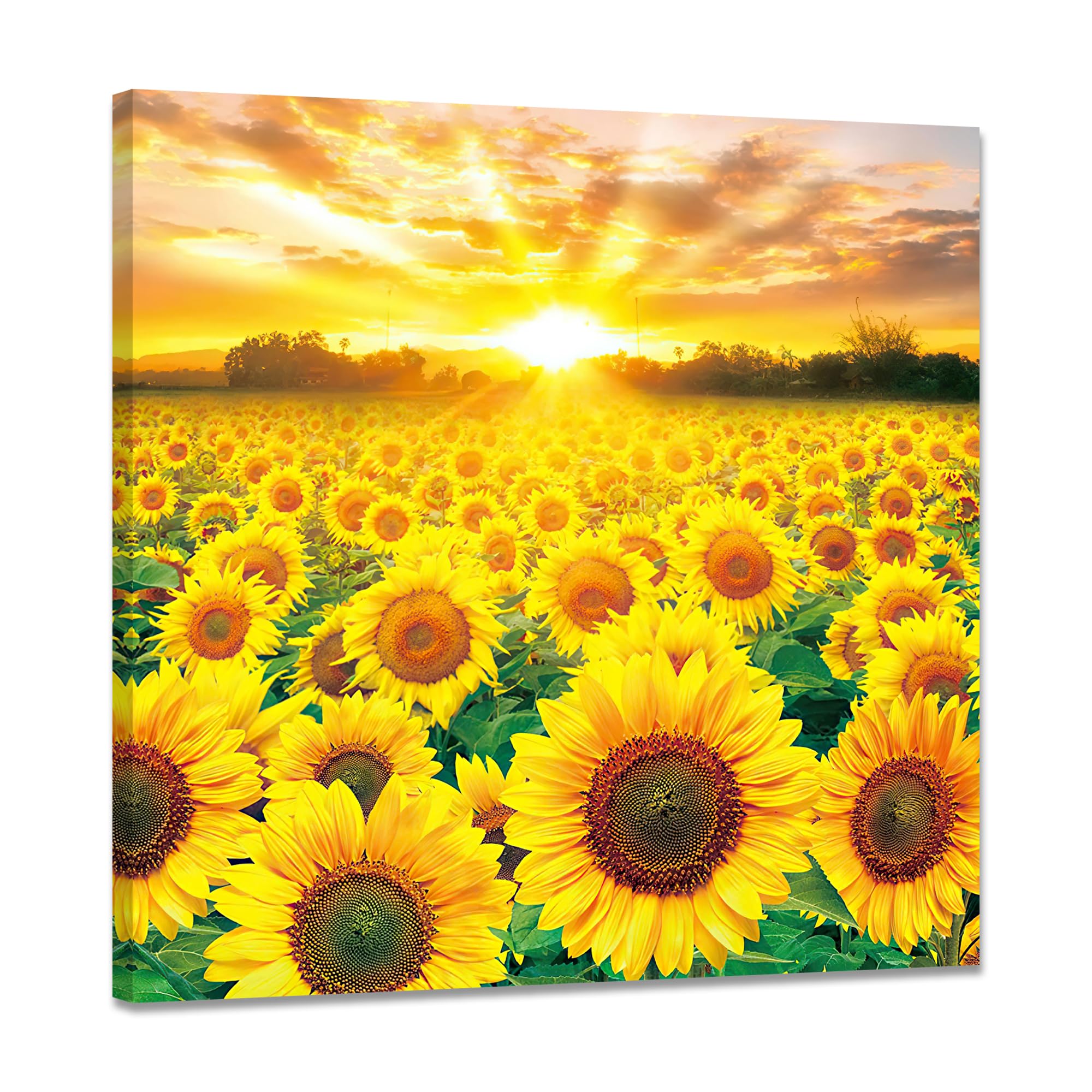 油絵 絵画 【sunflower】 楽天市場】ひまわり 向日葵 の絵 絵画 70cmサイズ サンフラワー