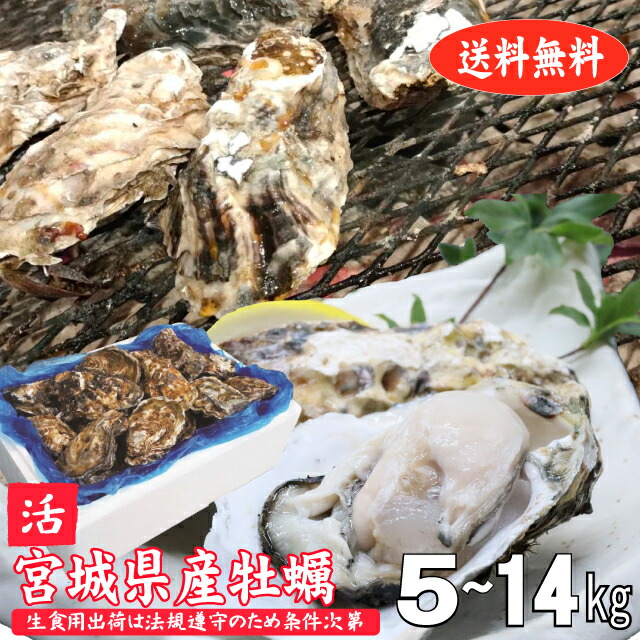 牡蠣 生牡蠣 殻付き牡蠣 生食用 宮城県産 真牡蠣 産地直送 旬 活 かき 生食用出荷は毎週月曜の検査結果次第 送料無料