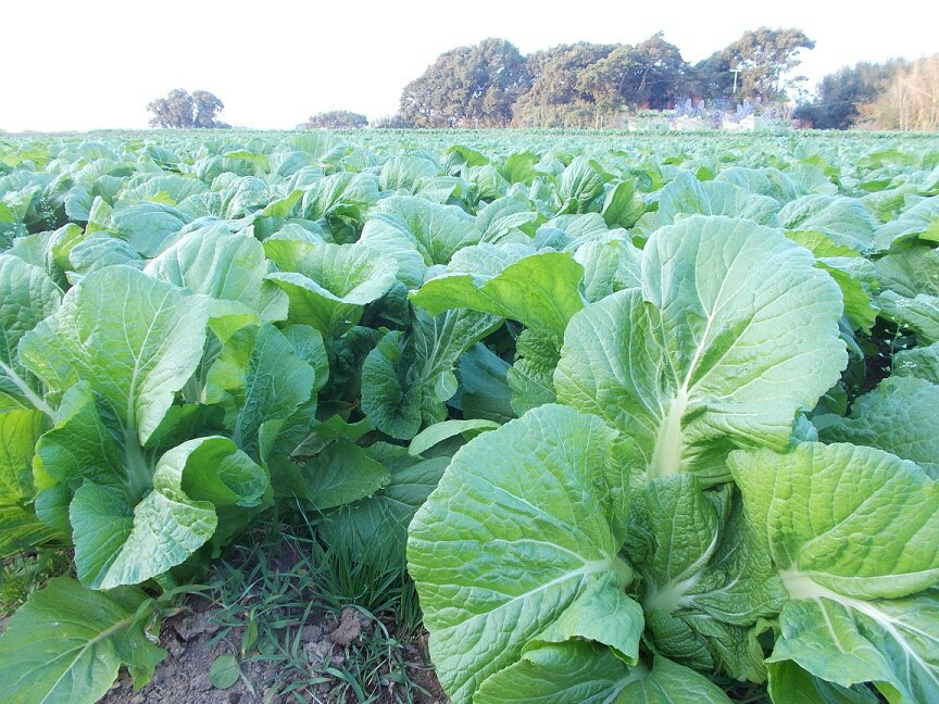 楽天市場 自家農園栽培青高菜 たかな 漬け 2 5kg 詰め合わせ 送料無料 北海道 沖縄 東北 離島を除く おにぎりやめはり寿司等に 大分のお漬物 松本漬物