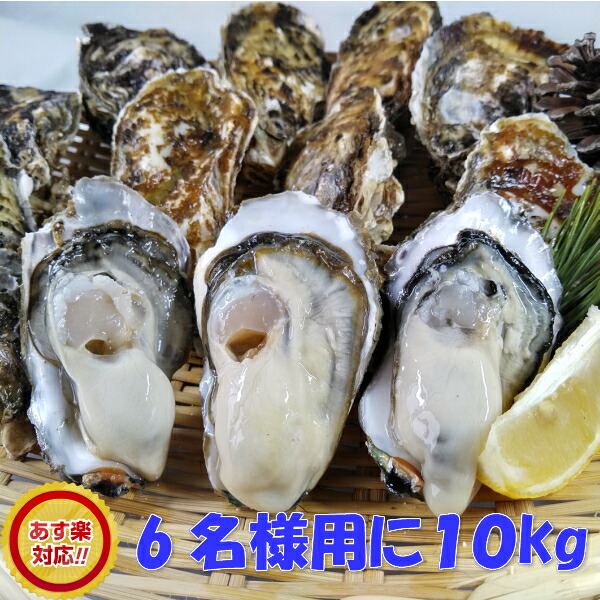 牡蠣 殻付き 生牡蠣 生食用「生食用 牡蠣 １０ｋｇ」 生牡蠣【約110粒】  10キロ  殻付き 牡蠣 殻付き 牡蛎  牡蠣 殻付 宮城県産 無選別牡蠣 カキ 生食用 松島牡蠣屋  送料無料 ＢＢＱバーベキュー食材 海産物【120】
