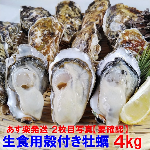 楽天市場】【5％OFFクーポン有】「生食用 殻付き 牡蠣 ２ｋｇ」生食用 