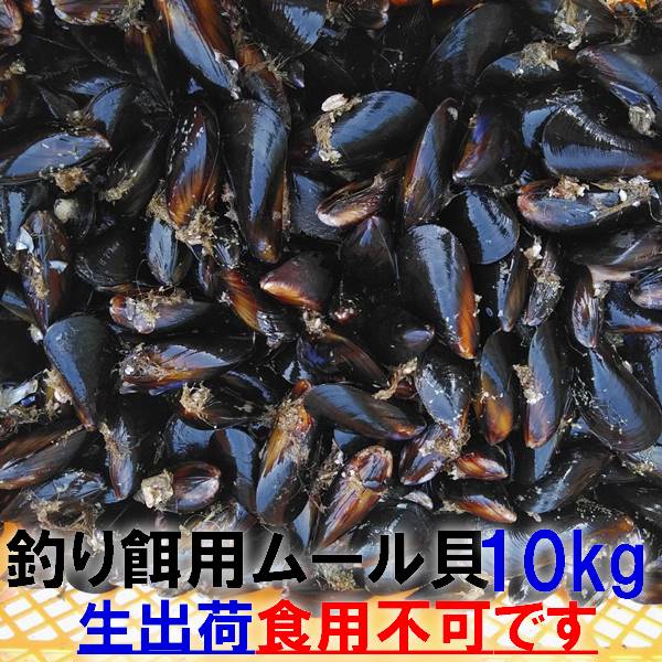 非食用 釣り餌に 生出荷 ムラサキイガイ イガイ カラス貝 ムール貝 釣りエサ クロダイ キロ 黒鯛 チヌ 石鯛 コブダイ カワハギ釣りに 食用ではありません 小分け袋入り冷凍品は別に販売中 Sobolewscy Pl