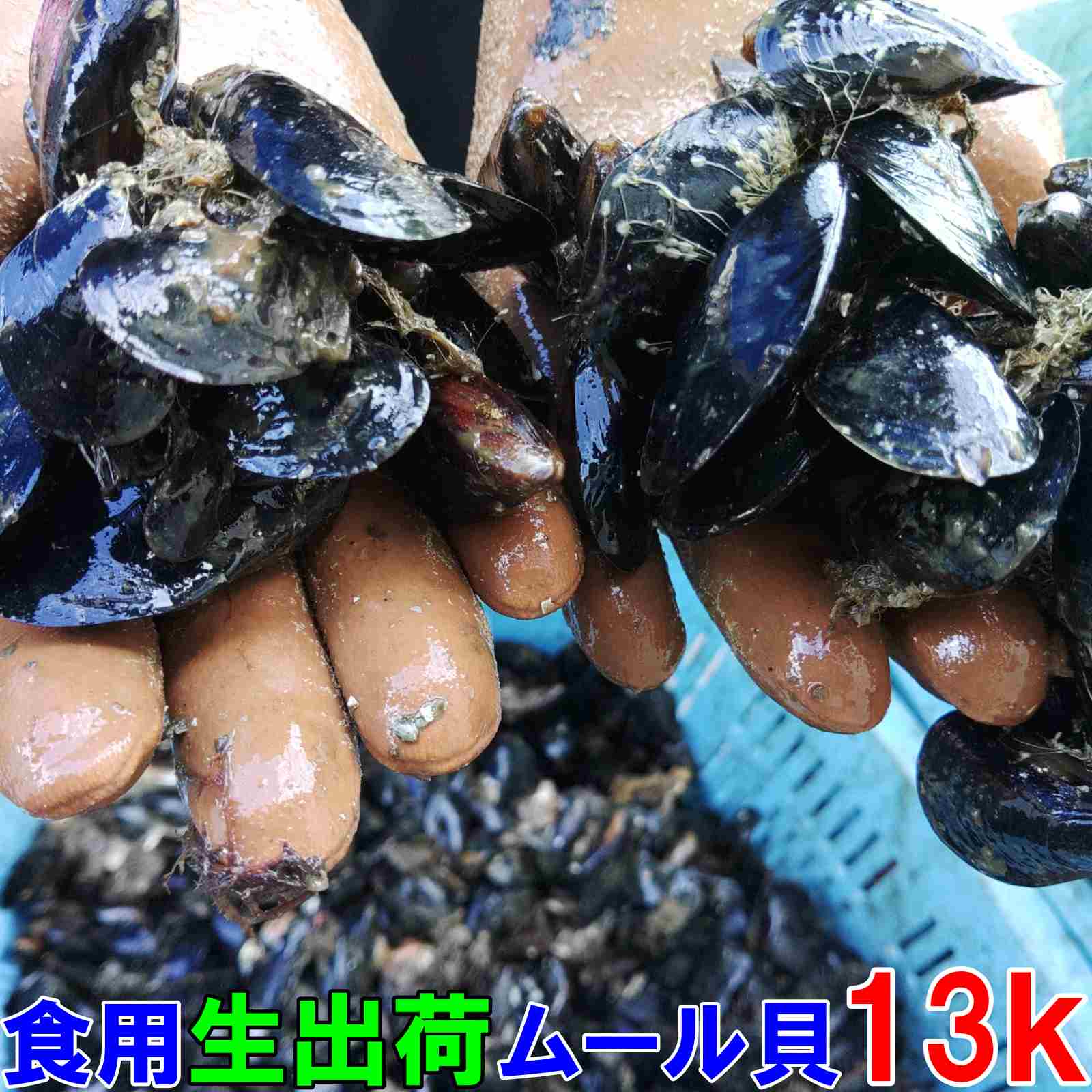 活き！瀬戸貝 釣り餌用 25個 - フィッシング