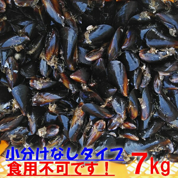 【楽天市場】釣り餌に ムール貝 「ムラサキイガイ7kg」小分けなしタイプ 冷凍品 7キロ イガイ カラス貝 ムール貝 釣りエサ クロダイ 黒鯛 ... - Muru7